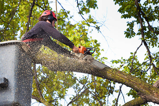 Residential Tree Removal in Carson City, MI